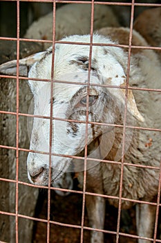 A Caged Sad White Sheep photo