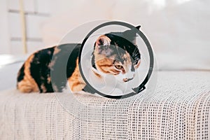 Sad calico cat sitting with cone collar after surgery photo
