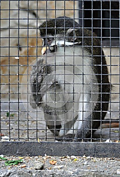 Sad captive monkey