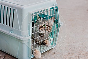 Sad cat behind bars, closed in trasport box or pet carrier. Homeless pets and veterinary concept