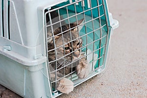 Sad cat behind bars, closed in trasport box or pet carrier. Homeless pets and veterinary concept