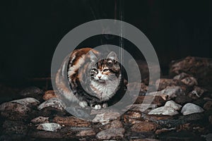 Sad cat on a black background. Waiting for the owner. Beautiful colorful cat on colorful stones. Street cats