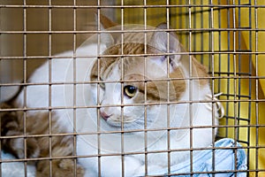 Sad cat breeds bobtail in a cage photo