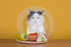 Sad cat on a diet before the emptiness of plate photo