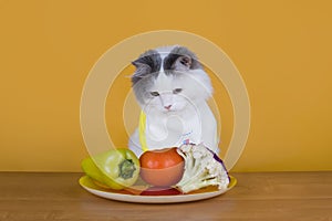 Sad cat on a diet before the emptiness of plate photo