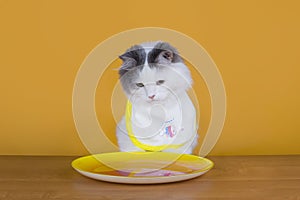 Sad cat on a diet before the emptiness of plate