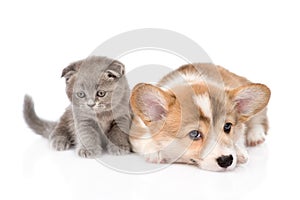 Sad cat and dog together. isolated on white background