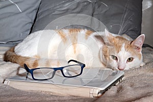 Sad cat lying near laptop and glasses on bed. Overworking concept