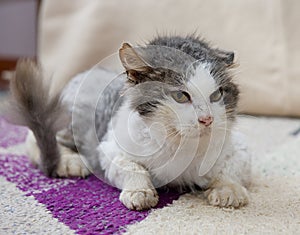 Sad cat in refuge. Cat, resting cat on a sofa,cute funny cat close up, young playful cat, domestic cat, relaxing cat