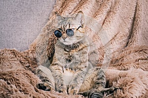 A sad cat in sunglasses is resting on the sofa.