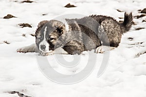 Sad Caucasian shepherd dog