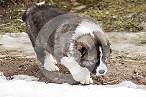 Sad Caucasian shepherd dog