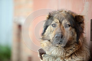 Sad Caucasian shepherd sitting on a chain guarding the house