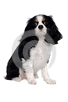 Sad Cavalier King Charles Spaniel dog