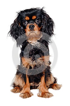 Sad Cavalier King Charles Spaniel dog