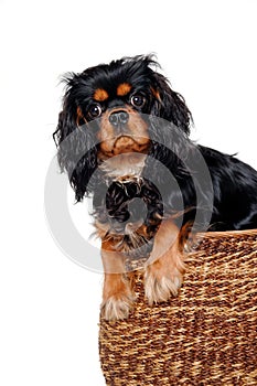 Sad Cavalier King Charles Spaniel dog in a basket