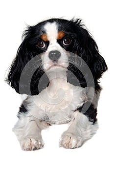 Sad Cavalier King Charles Spaniel dog resting