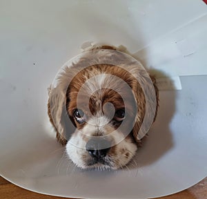 Sad cavoodle wearing the cone of shame looking at the viewer photo