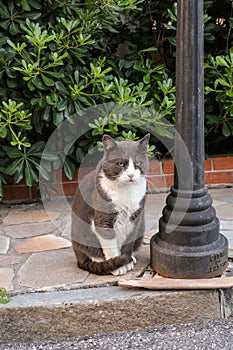 Sad charismatic street cat sitting on the sidewalk