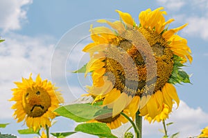 Sad and cheerful sunflower