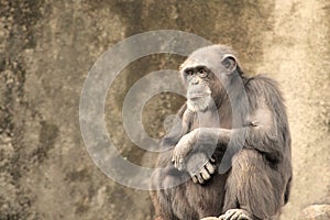 Sad Chimpanzee