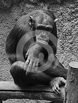 Sad chimpanzee