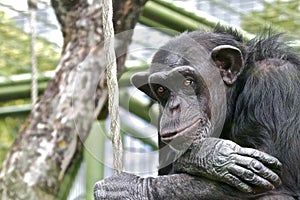 Sad chimpanzee