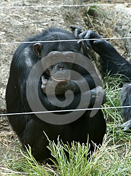 Sad chimpanzee