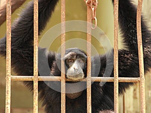 Sad chimpanzee in a cage