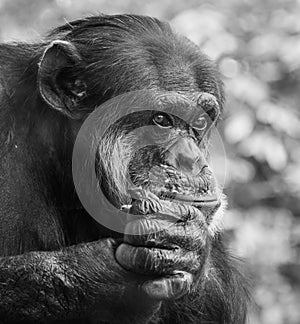 Sad Chimpanzee Portrait