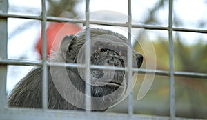 Sad chimpanzee at zoo