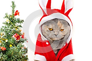 Sad Christmas cat