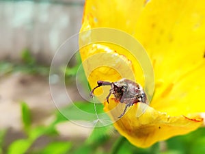 Sad Cockchafer with dandelion seed in paw