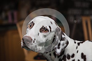 Sad and confused looking purebred, Dalmatian female dog