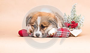 Sad corgi puppy