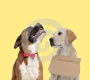 Sad couple of dogs howling and wearing carton board