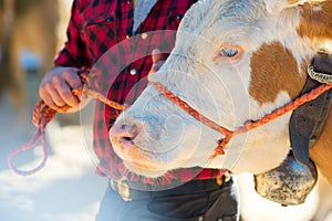 Sad cow tied by a cowboy in a farm