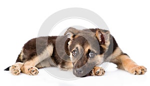 Sad crossbreed puppy dog looking at camera. isolated on white
