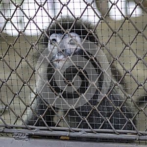 Sad crying monkey in cage