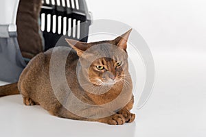 Sad and Curious Abyssinian cat and box. Isolated on white background