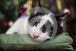 Sad, cute mongrel black and white cat lying on a soft green pill