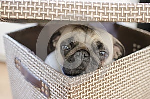 Sad cute small puppy pug hiding in the brown box