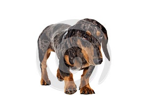 Sad dachshund dog looks