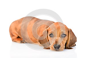 Sad dachshund puppy looking at camera. isolated on white background