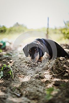 Sad dachshund puppy lost abandoned in nature