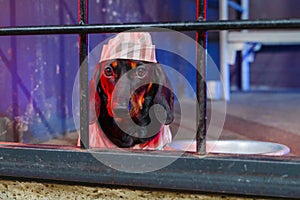 Sad dachshund puppy in striped prison uniform with cap is sitting in cell block, aluminum bowl is next to it. Wrongly