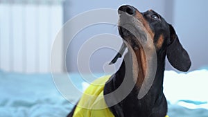 Sad dachshund in yellow t-shirt lies on bed and faithfully waits for owner. Man sits down next to dog. Lack of attention