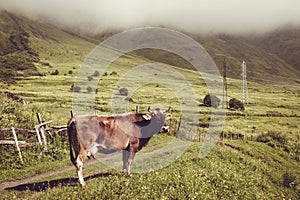 Sad dairy cow look at camera. Farm animal. Rural landscape. Farming concept. Clouds descending over georgian meadow. Copy space. G