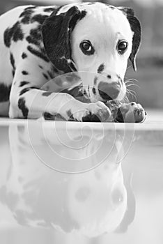 Sad dalmatian