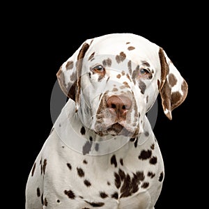 Sad Dalmatian Dog on Isolated Black Background